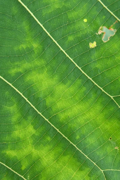 Nahaufnahme grüne Blatttextur — Stockfoto