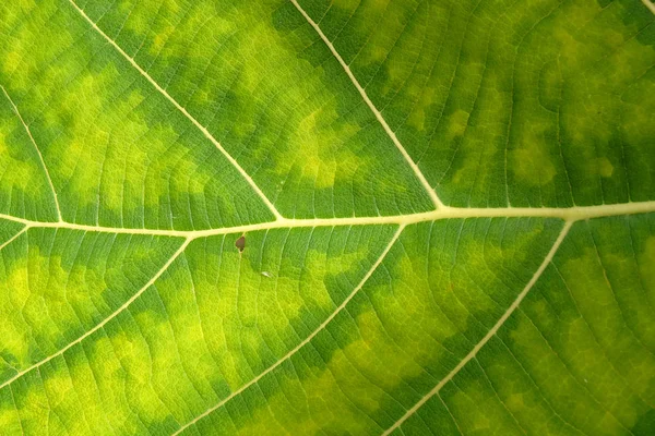 Primo piano texture foglia verde — Foto Stock