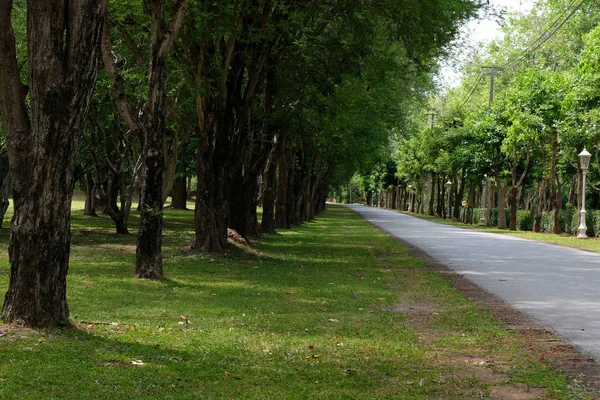 Estrada rural de linha de árvore pela manhã — Fotografia de Stock