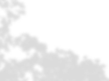 beyaz bir duvarda yaprak gölgeler