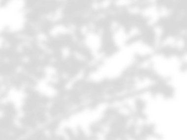 beyaz bir duvarda yaprak gölgeler