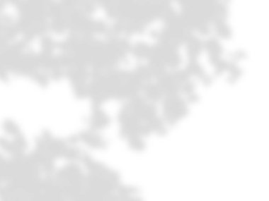 beyaz bir duvarda yaprak gölgeler