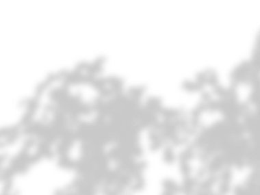 beyaz bir duvarda yaprak gölgeler