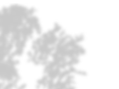 beyaz bir duvarda yaprak gölgeler