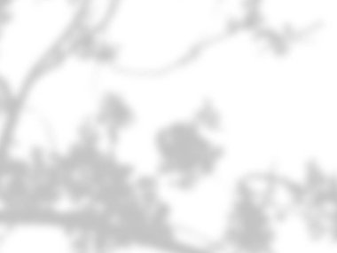 beyaz bir duvarda yaprak gölgeler