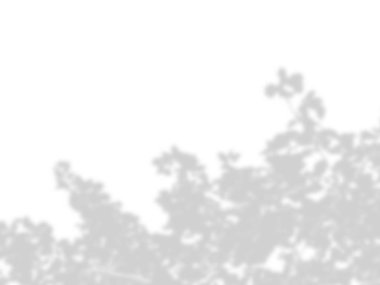 beyaz bir duvarda yaprak gölgeler