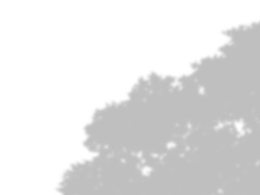 beyaz bir duvarda yaprak gölgeler