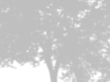 beyaz bir duvarda yaprak gölgeler