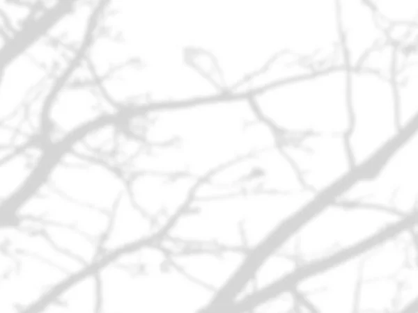 Тінь гілок дерева, які не мають листя на білій стіні — стокове фото
