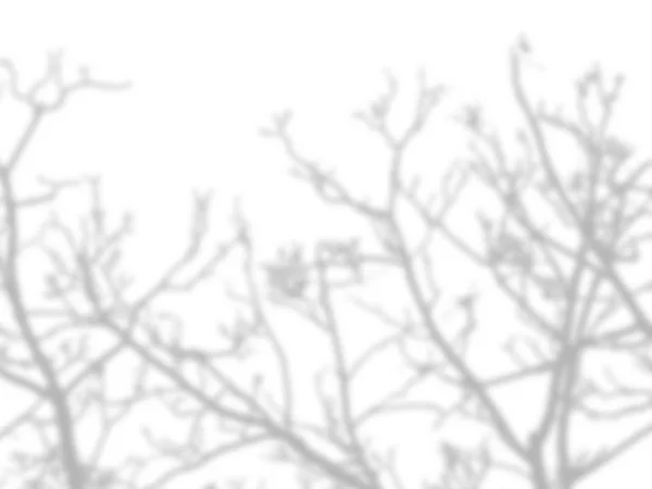 Тінь гілок дерева, які не мають листя на білій стіні — стокове фото