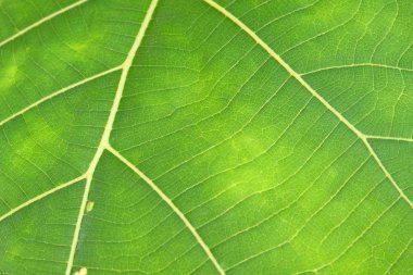 Yeşil yaprak dokusunu kapat