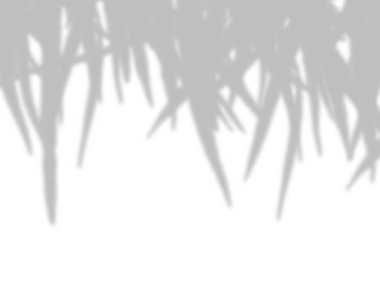 beyaz bir duvarda yaprak gölgeler