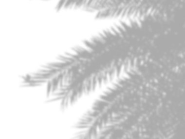 beyaz bir çimento duvarüzerinde gölgeler palmiye yaprakları soyut arka plan