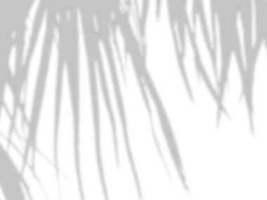 beyaz bir çimento duvarüzerinde gölgeler palmiye yaprakları soyut arka plan