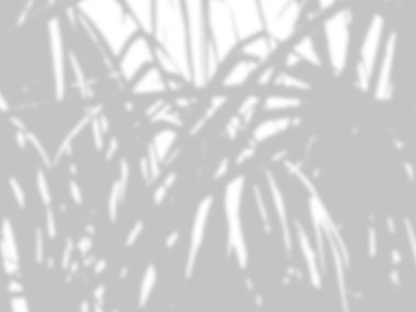 beyaz bir çimento duvarüzerinde gölgeler palmiye yaprakları soyut arka plan