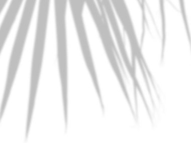 beyaz bir çimento duvarüzerinde gölgeler palmiye yaprakları soyut arka plan