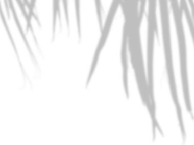 beyaz bir çimento duvarüzerinde gölgeler palmiye yaprakları soyut arka plan