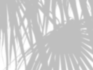 beyaz bir çimento duvarüzerinde gölgeler palmiye yaprakları soyut arka plan