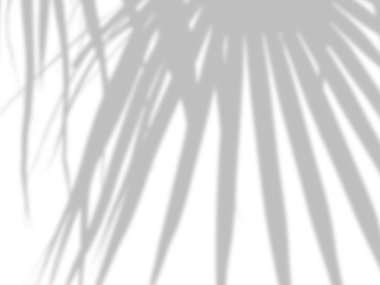 beyaz bir çimento duvarüzerinde gölgeler palmiye yaprakları soyut arka plan