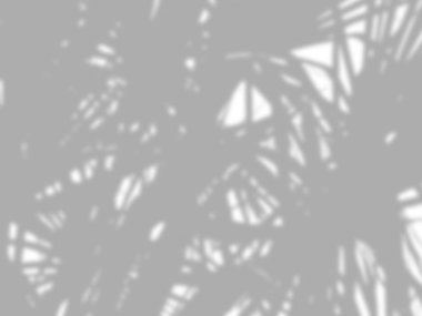 beyaz bir çimento duvarüzerinde gölgeler palmiye yaprakları soyut arka plan