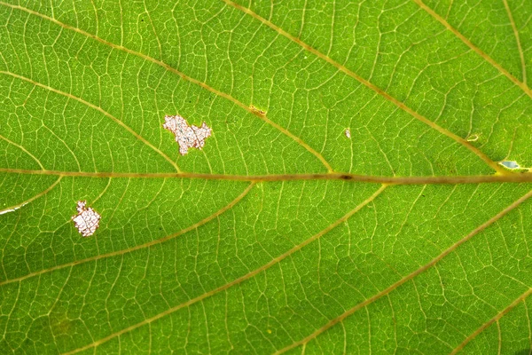 Close Up Of Green Leaf Texture — Stock Photo, Image