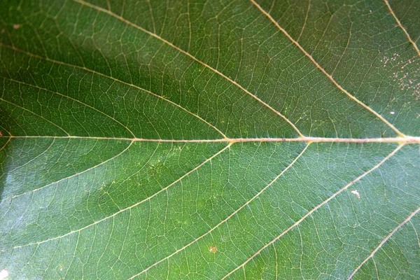 Close Up Of Green Leaf Texture — Stock Photo, Image