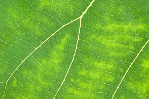 Primer plano de textura de hoja verde —  Fotos de Stock
