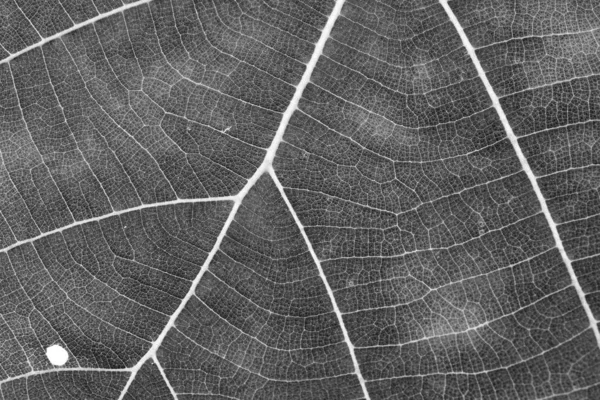 Svart och vitt närbild blad textur — Stockfoto