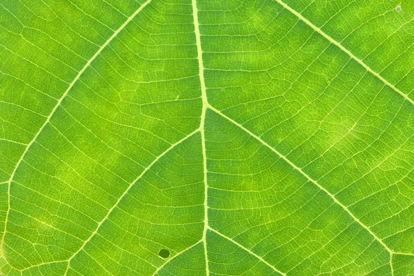 Primer plano de textura de hoja verde — Foto de Stock