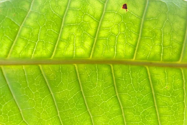 녹색 잎 질감을 가까이 서 본 모습 — 스톡 사진