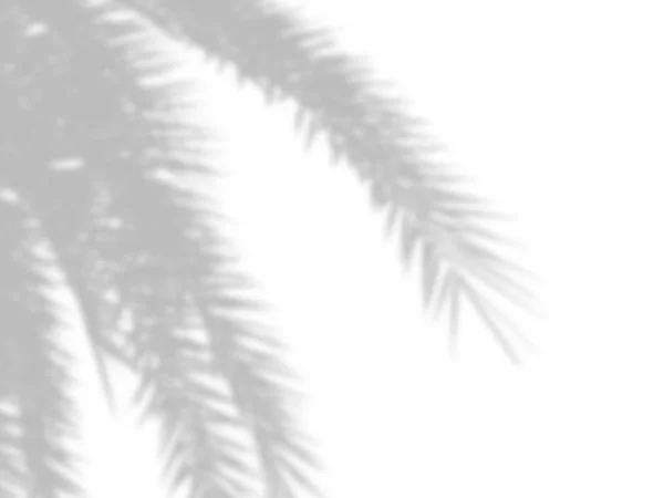 Fundo abstrato de sombras folhas de palma em uma parede de cimento branco — Fotografia de Stock