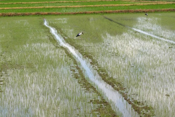 Рис у полі — стокове фото