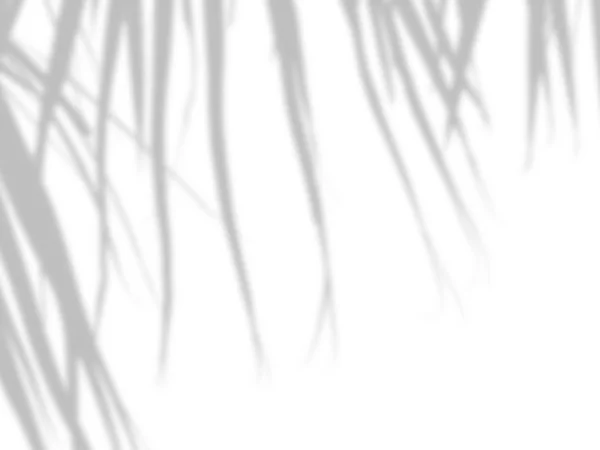 Абстрактний фон з тіней пальмового листя на білій цементній стіні Стокове Фото