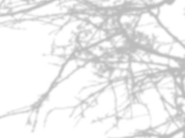 beyaz duvarda yaprak yok ağaç dalları gölgesi