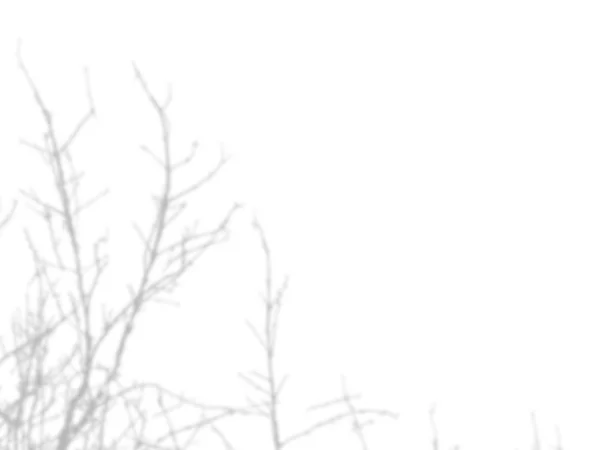 Тінь гілок дерева, які не мають листя на білій стіні Стокове Зображення