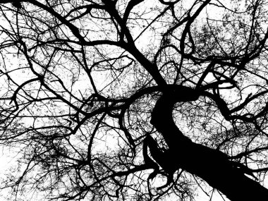 Beyaz arka plan üzerinde ağaç silueti yakın