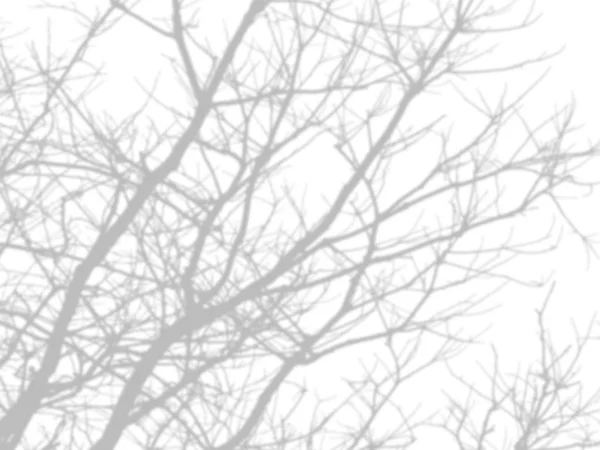 Shadow of the tree branches that no leaves on white wall — Stock Photo, Image
