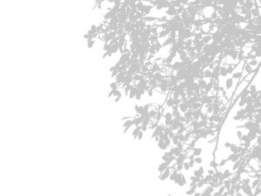 beyaz bir duvarda yaprak gölgeler