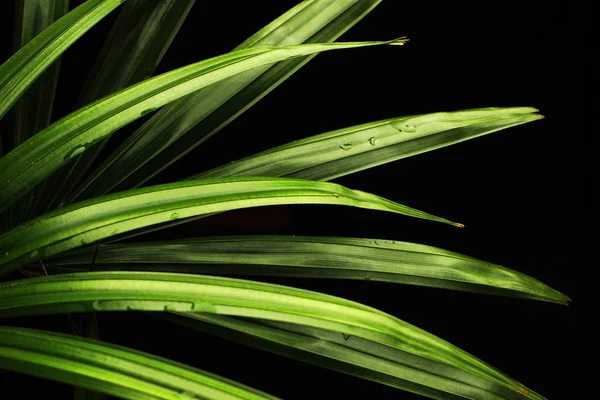 Крупним планом текстура зеленого листя — стокове фото