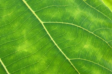 Yeşil yaprak dokusunu kapat