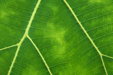 Yeşil yaprak dokusunu kapat