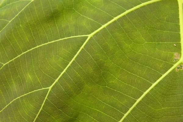 Close Up Of Green Leaf Texture — Stock Photo, Image