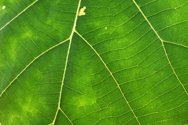 Close up de textura de folha verde — Fotografia de Stock