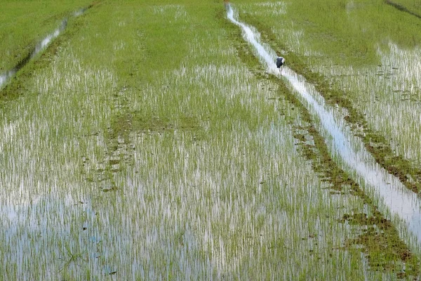 Riso sullo sfondo del campo — Foto Stock