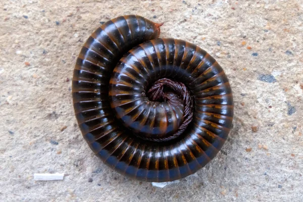 Asian giant millipede close up