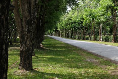 Sabah ağaç hattı ülke yolu