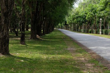 Sabah ağaç hattı ülke yolu