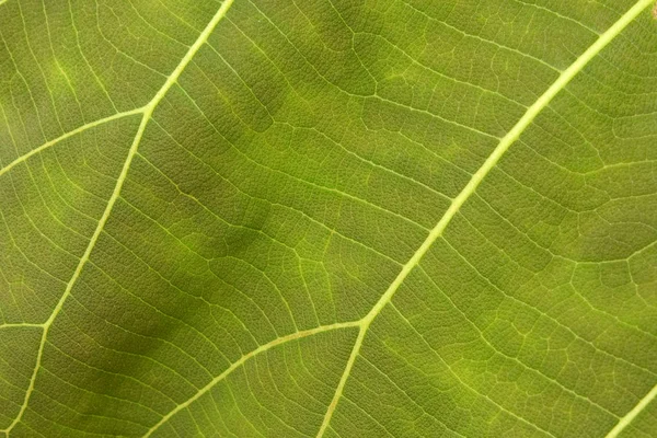 Закрыть текстуру зеленого листа — стоковое фото