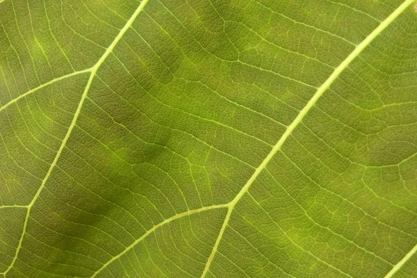 Close up de textura de folha verde — Fotografia de Stock