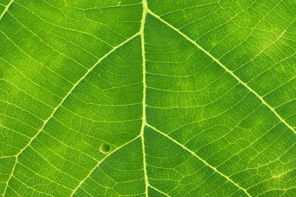 Close up de textura de folha verde — Fotografia de Stock